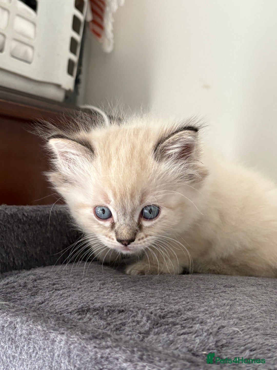 Ragdoll cats for sale: 4 Beautiful Female Ragdoll kittens for sale  - Image 19