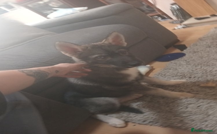 Shepsky dogs - Advert 1