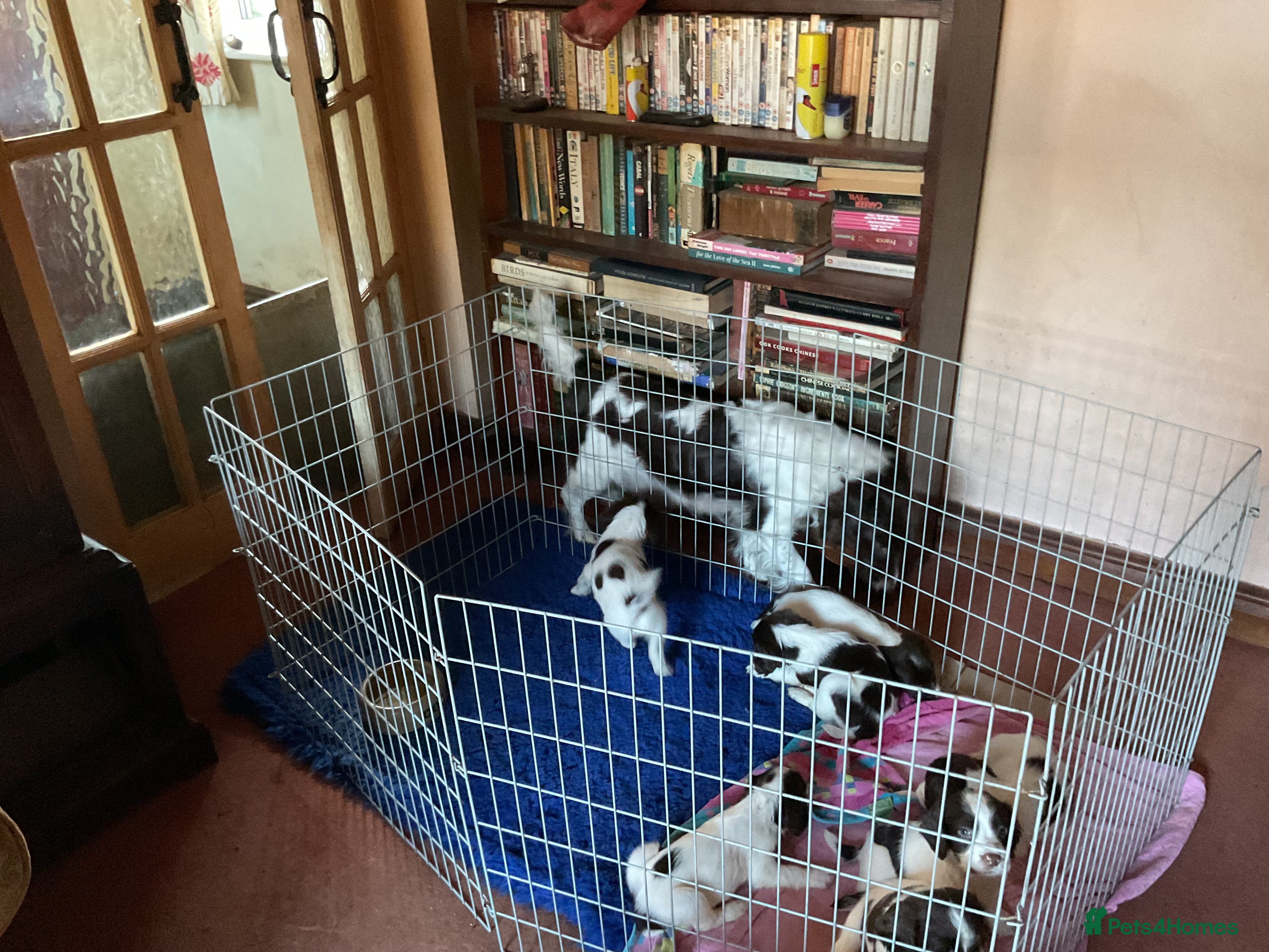 English Springer Spaniel dogs English Springer Spaniels - Advert 4