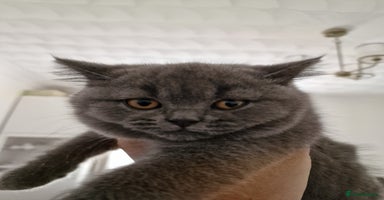 British Shorthair cats - Advert 11