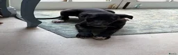 Whippet dogs for sale: Beautiful KC Whippet Puppies - Advert 20