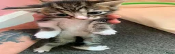 Mixed Breed cats for sale: Kittens  - Advert 4