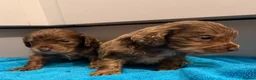 Cocker Spaniel dogs for sale: Cocker spaniel puppies  - Advert 16