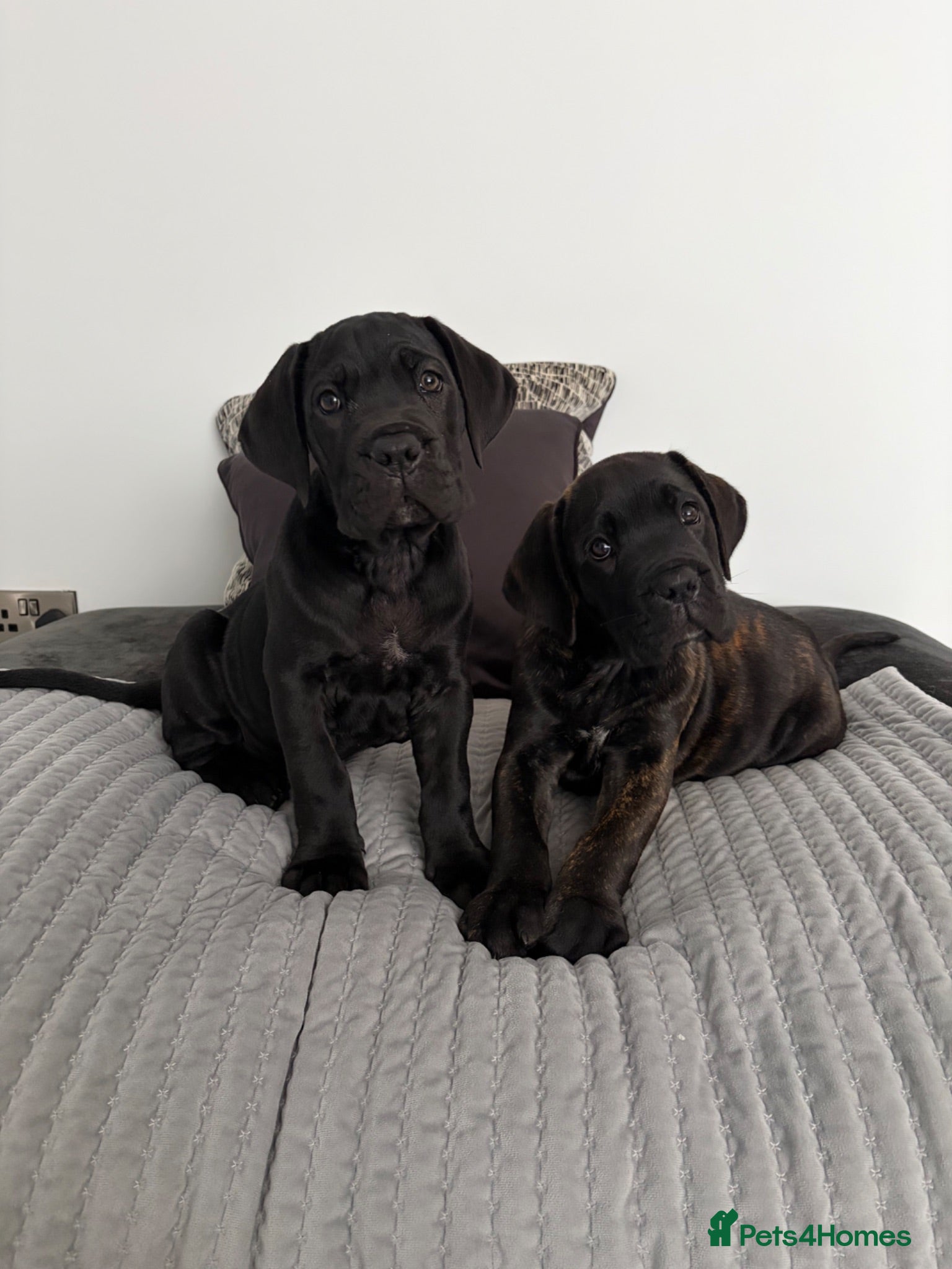 Cane Corso dogs *Ready Now* Champion Bloodline Cane Corso’s - Advert 3