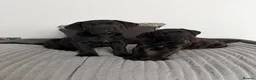 Cane Corso dogs for sale: *Ready Now* Last Girl Champion Bloodline  - Advert 5