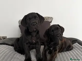 Cane Corso dogs *Ready Now* Champion Bloodline Cane Corso’s - Advert 3