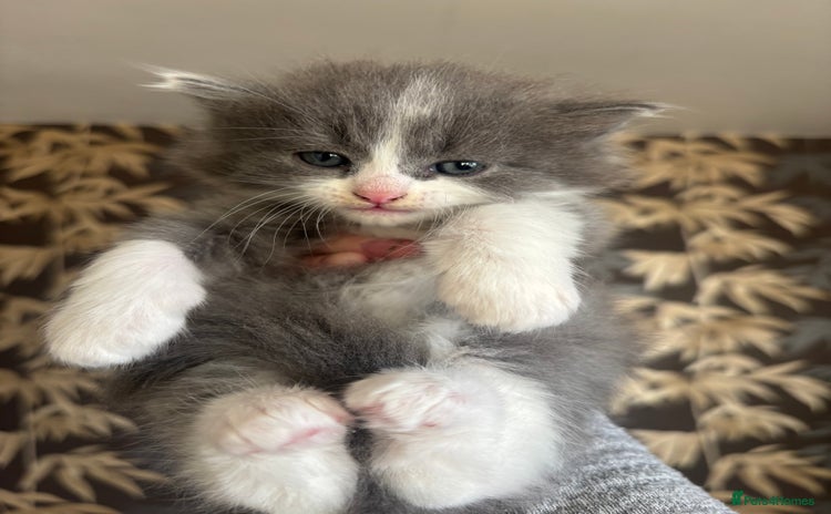 Mixed Breed cats - Advert 5