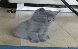 Russian Blue cats for sale: Pure Russian Blue Kittens, 3 girls, 1 boy - Image 6