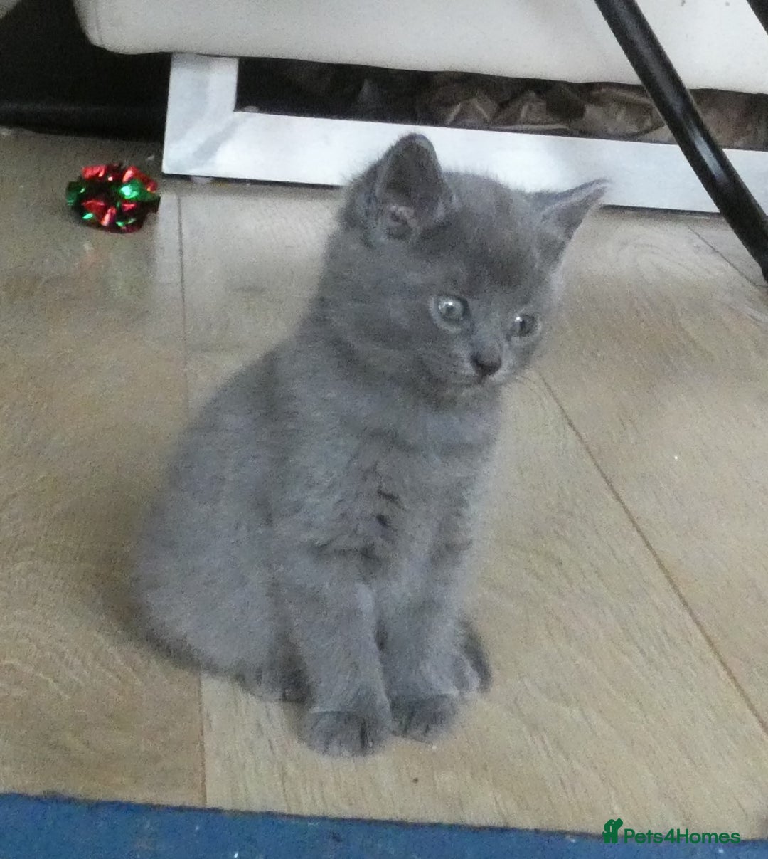 Russian Blue cats for sale: Pure Russian Blue Kittens, 3 girls, 1 boy - Image 6