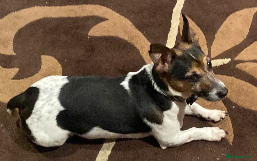 Jack Russell dogs for stud: Proven miniature Jack Russell stud in Winkleigh - Advert 17