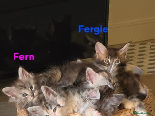 Maine Coon cats Rare Pure Breed Mainecoon Kitten - Advert 14