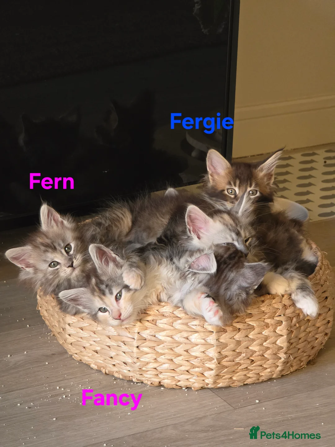 Maine Coon cats for sale: Rare Pure Breed Mainecoon Kitten - Advert 1