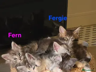 Maine Coon cats Rare Pure Breed Mainecoon Kitten - Advert 19