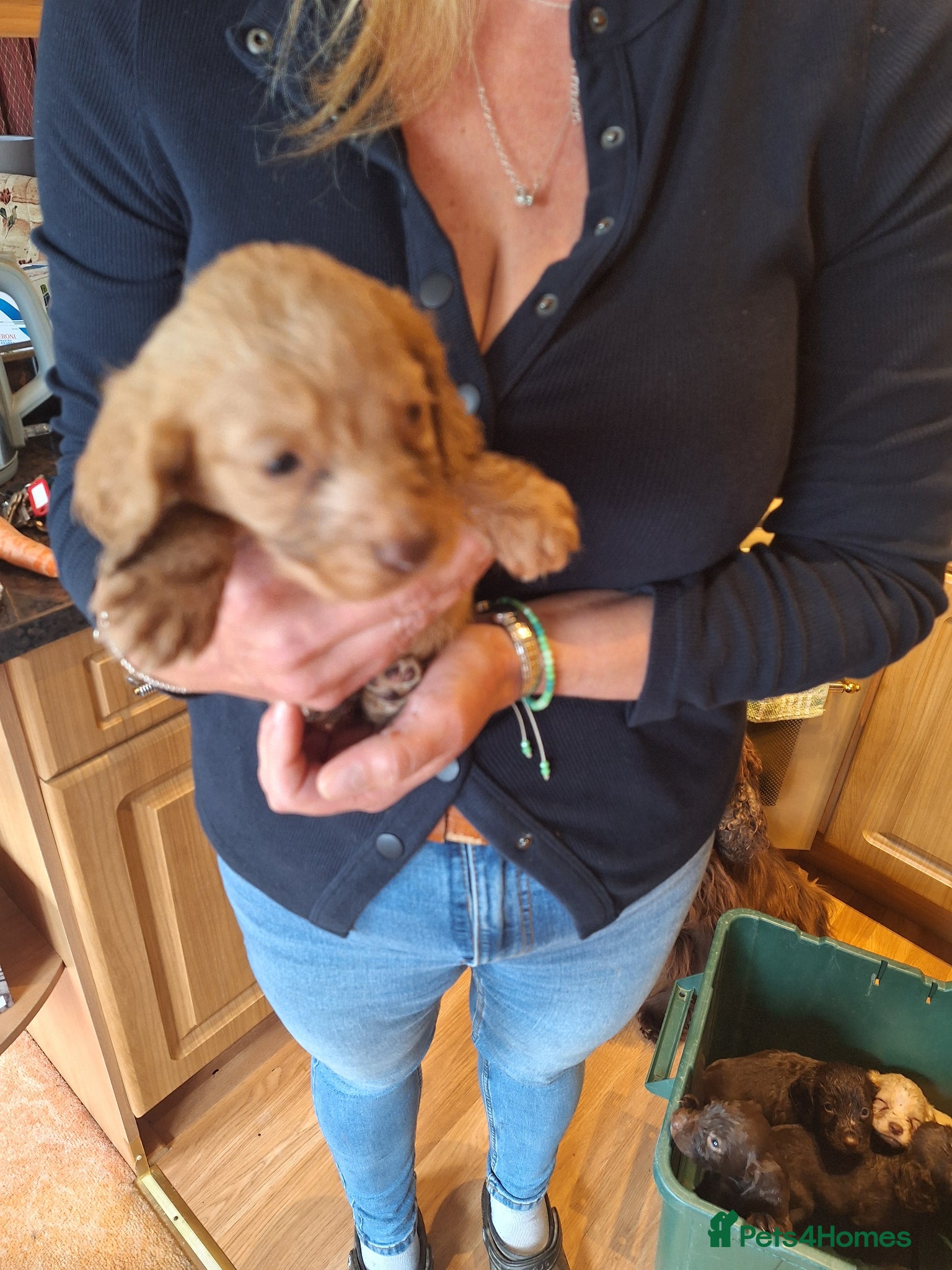 Sprocker dogs for sale: Sprockers. - Advert 2