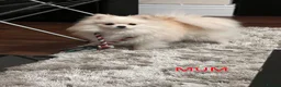 Pomeranian dogs for sale: Fabolous pomeranian female puppy - Advert 10