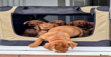 Hungarian Vizsla dogs - Advert 5