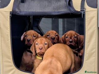 Hungarian Vizsla dogs - Advert 1