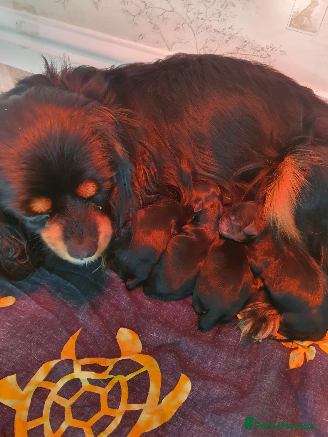 Cavapoo dogs for sale: Beautiful cavapoo puppies - Advert 2