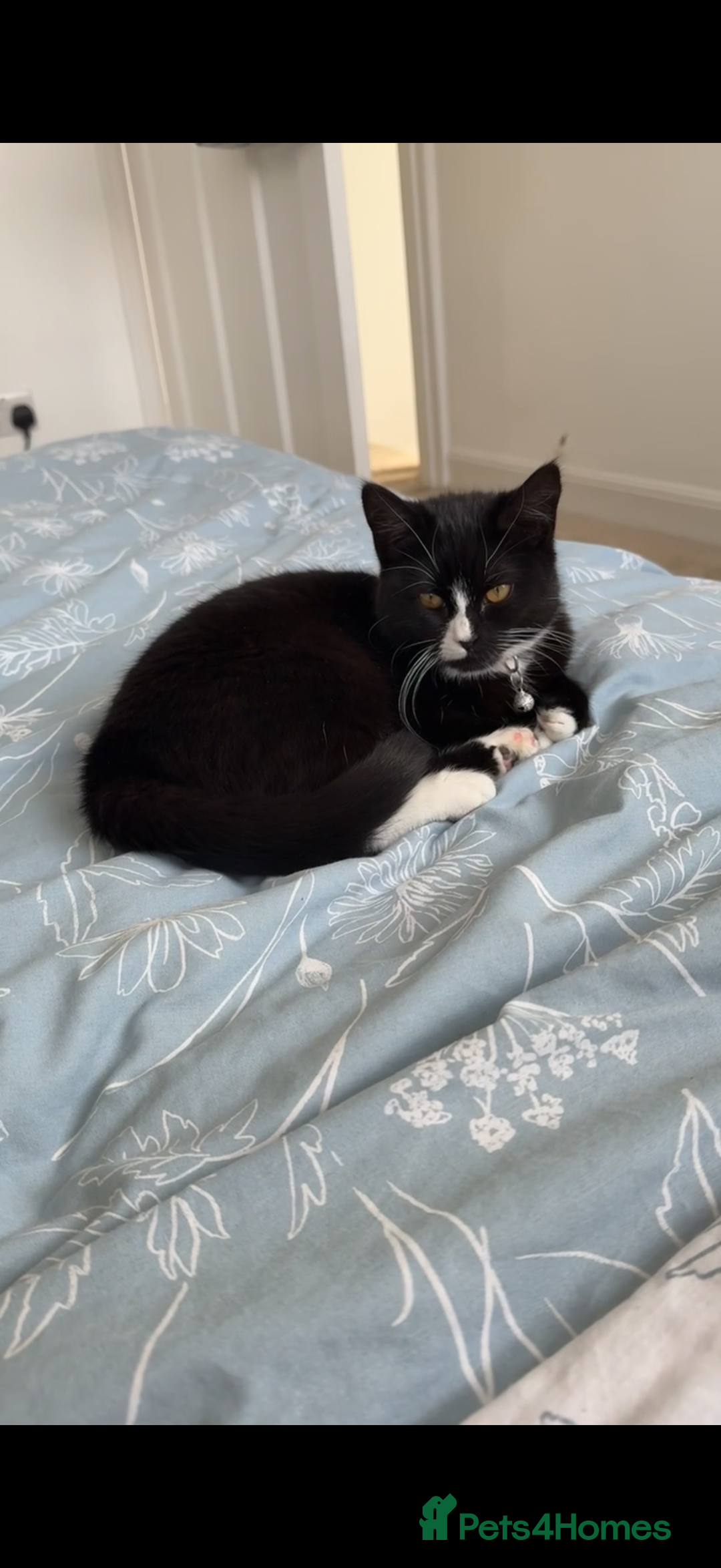 Mixed Breed cats for adoption: Two Beautiful 1 YrOld Female Cats - Advert 2