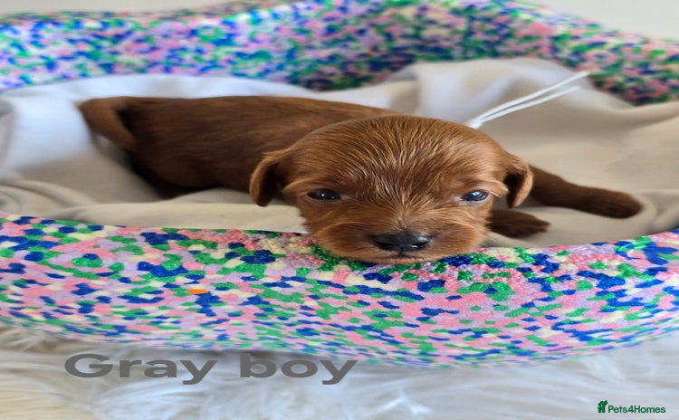 Cavapoo dogs - Advert 5