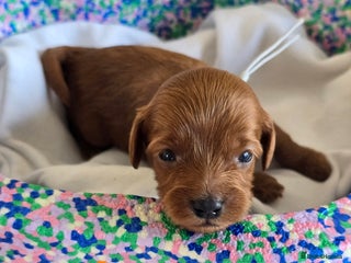 Cavapoo dogs - Advert 1