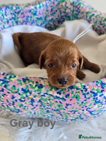 Cavapoo dogs - Advert 15