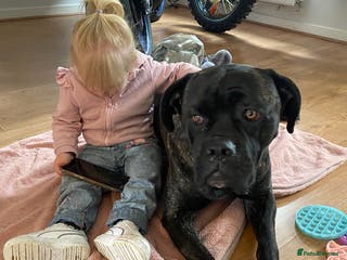 Cane Corso dogs Bruno - Advert 11