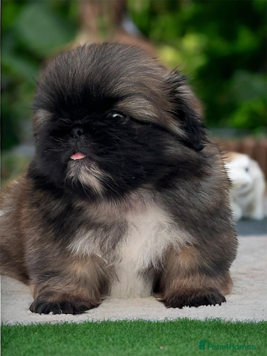 Pekingese dogs for sale: Pekingese puppies  - Advert 1