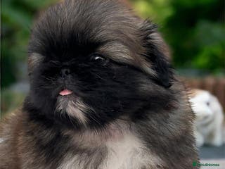 Pekingese dogs Pekingese puppies - Advert 18
