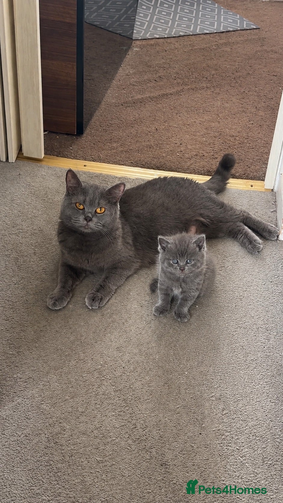 British Shorthair cats British shorthair kitten looking new home ❤️ - Advert 2