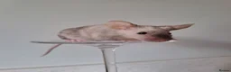 Mouse rodents for sale: Bonded female fancy mice - Advert 3