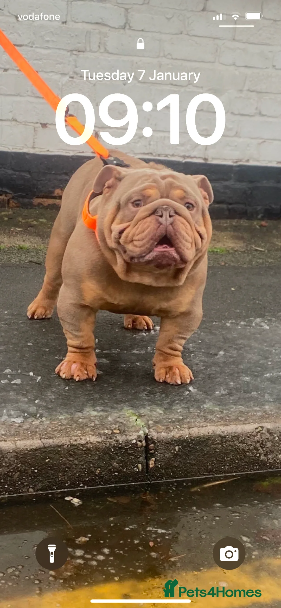 English Bulldog dogs for stud: John cena fully suited lilac and tan no white  in Warrington - Advert 6