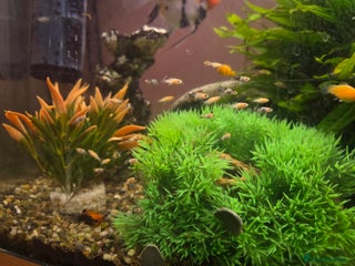 Mollies fish - Advert 5