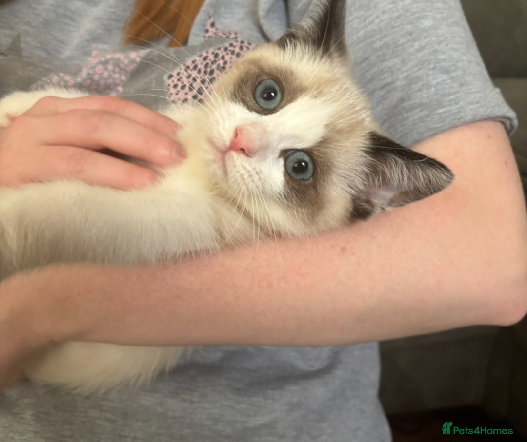 Ragdoll cats for sale: 7 month old Ragdoll female kitten - Image 4