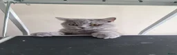 British Shorthair cats for sale: Kind Friendly Healthy Vaccinated Microchipped - Advert 7