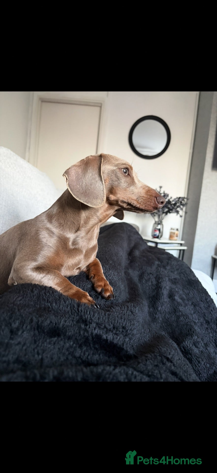 Miniature Dachshund dogs Isabella tan girl bonnie - Advert 1