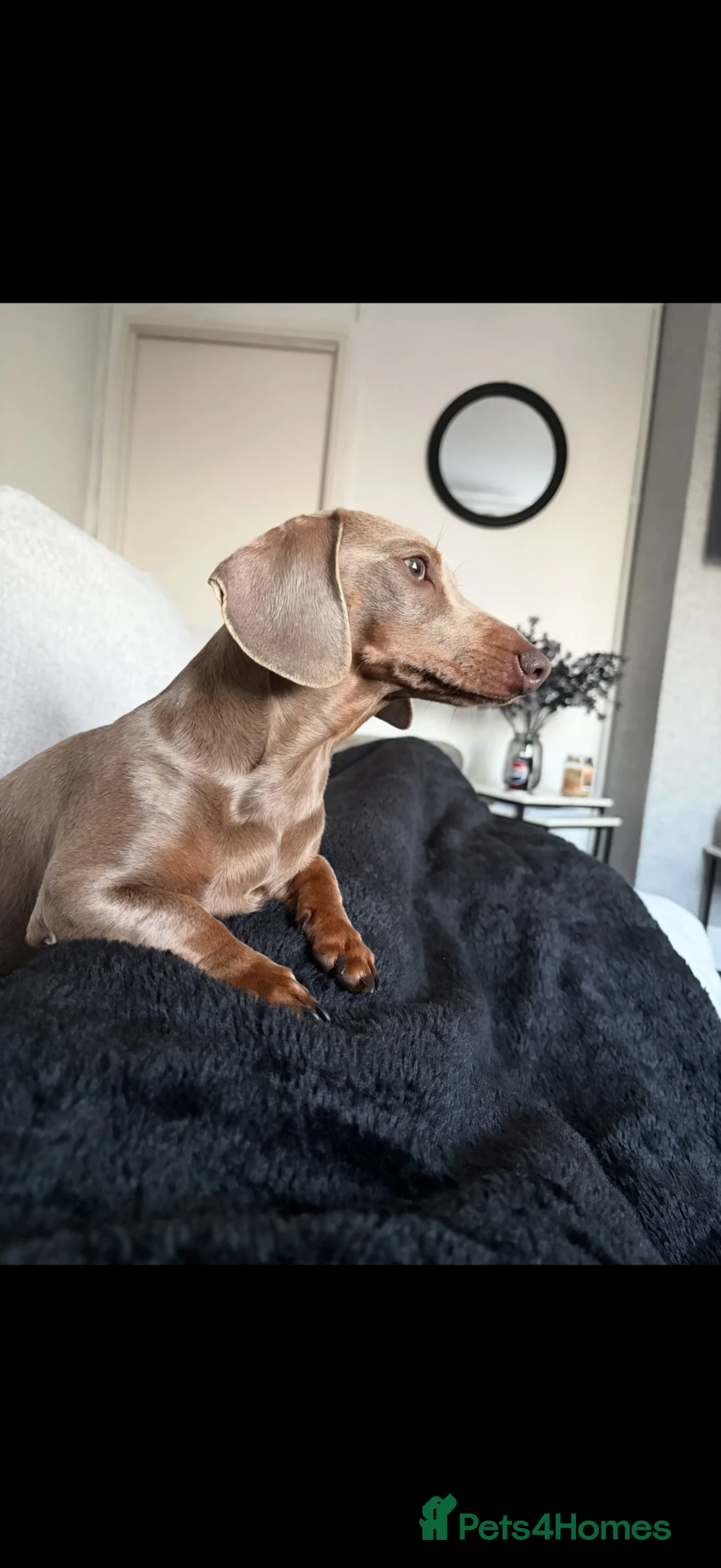 Miniature Dachshund dogs for sale: Isabella tan girl bonnie - Advert 1