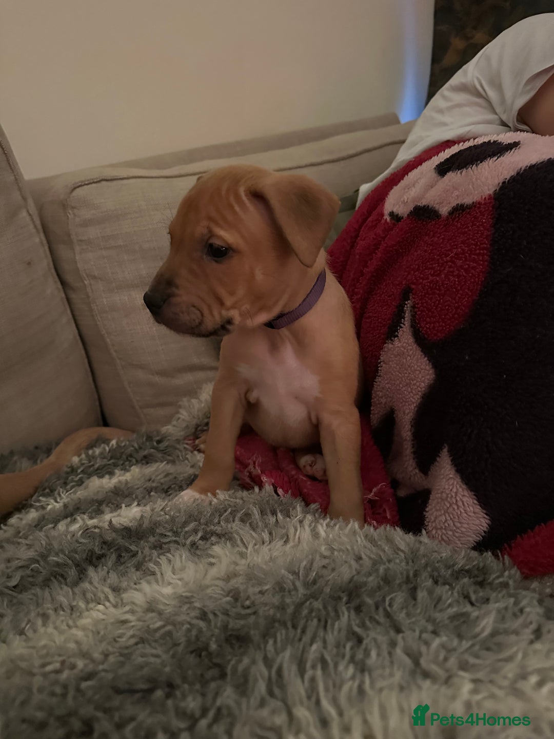 Mixed Breed dogs for sale: Staffie cross puppies  - Image 12