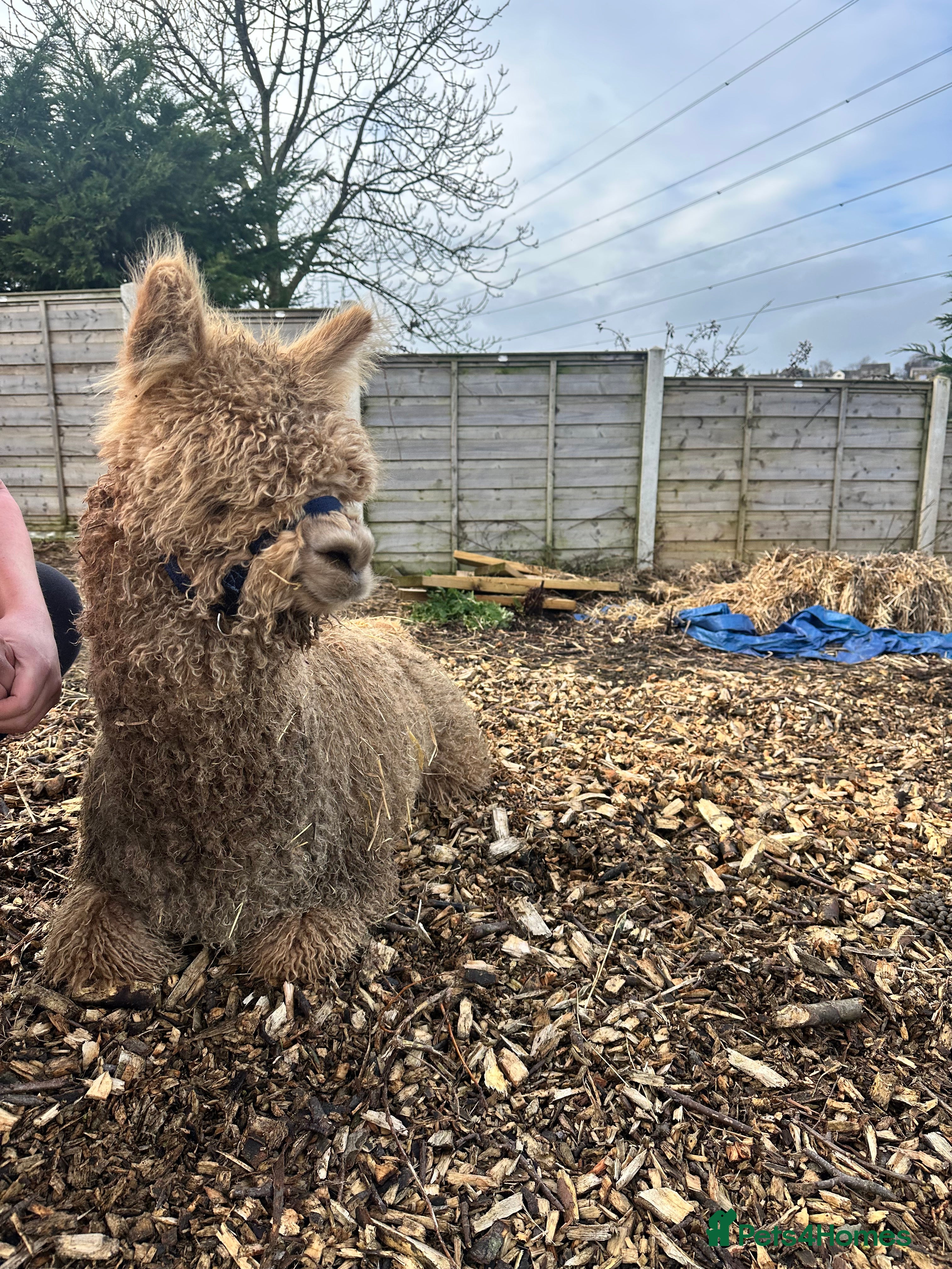 Alpaca livestock  9 Month Old Male Alpaca – Hawthorn Chardonnay BL - Advert 3