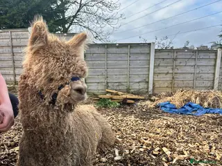 Alpaca livestock 9 Month Old Male Alpaca – Hawthorn Chardonnay BL - Advert 1