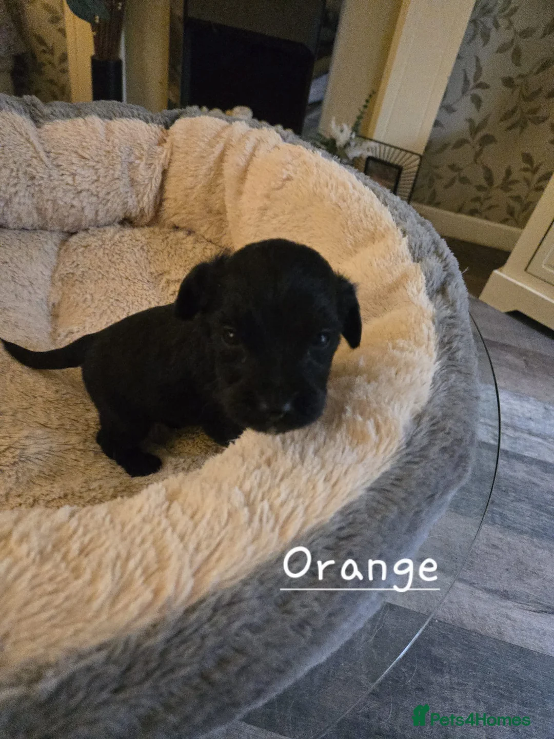 Mixed Breed dogs for sale: Golden Retriever X Cockapoo puppies - Advert 8
