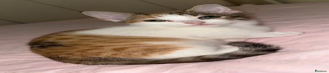 Mixed Breed Kitten 2