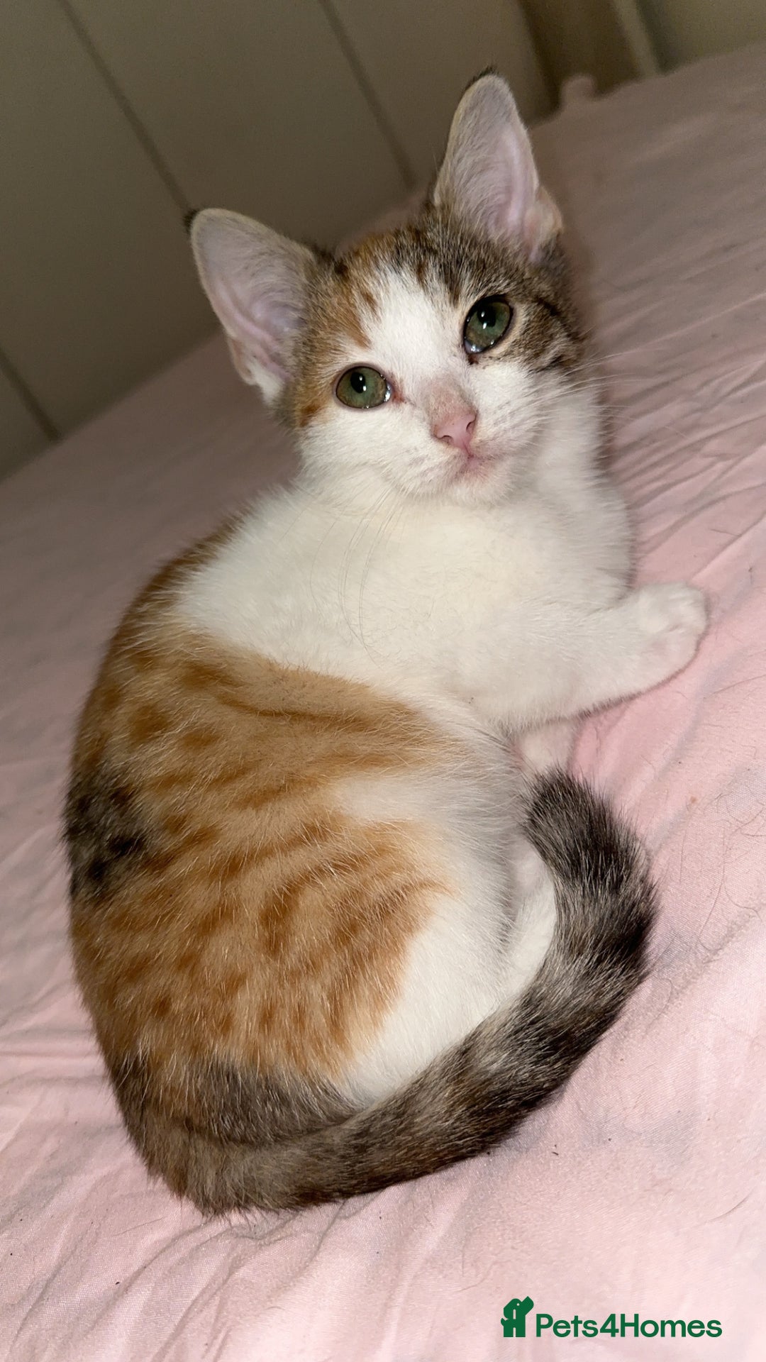 Mixed Breed cats for sale: 3 female kittens 🐱🩷 - Image 7