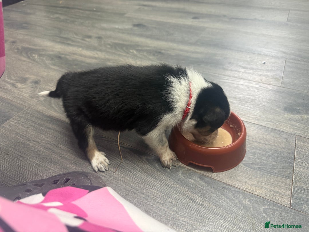 Border Collie dogs for sale: Border collie pups - Image 37