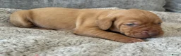 Hungarian Vizsla dogs for sale: OUR BEAUTIFUL GIRL HAS HAD 8 KC REG PUPS - Advert 18