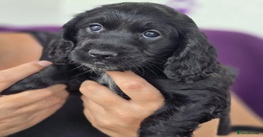 Cockapoo dogs - Advert 12
