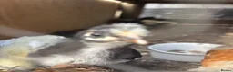Chickens poultry for sale: Day old chicks and growers 🥰 - Advert 7