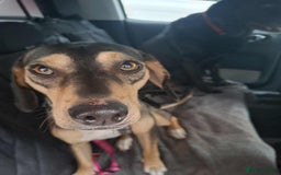 Mixed Breed dogs for adoption: Freya -20 months old, Hound Mix Girl - Image 14