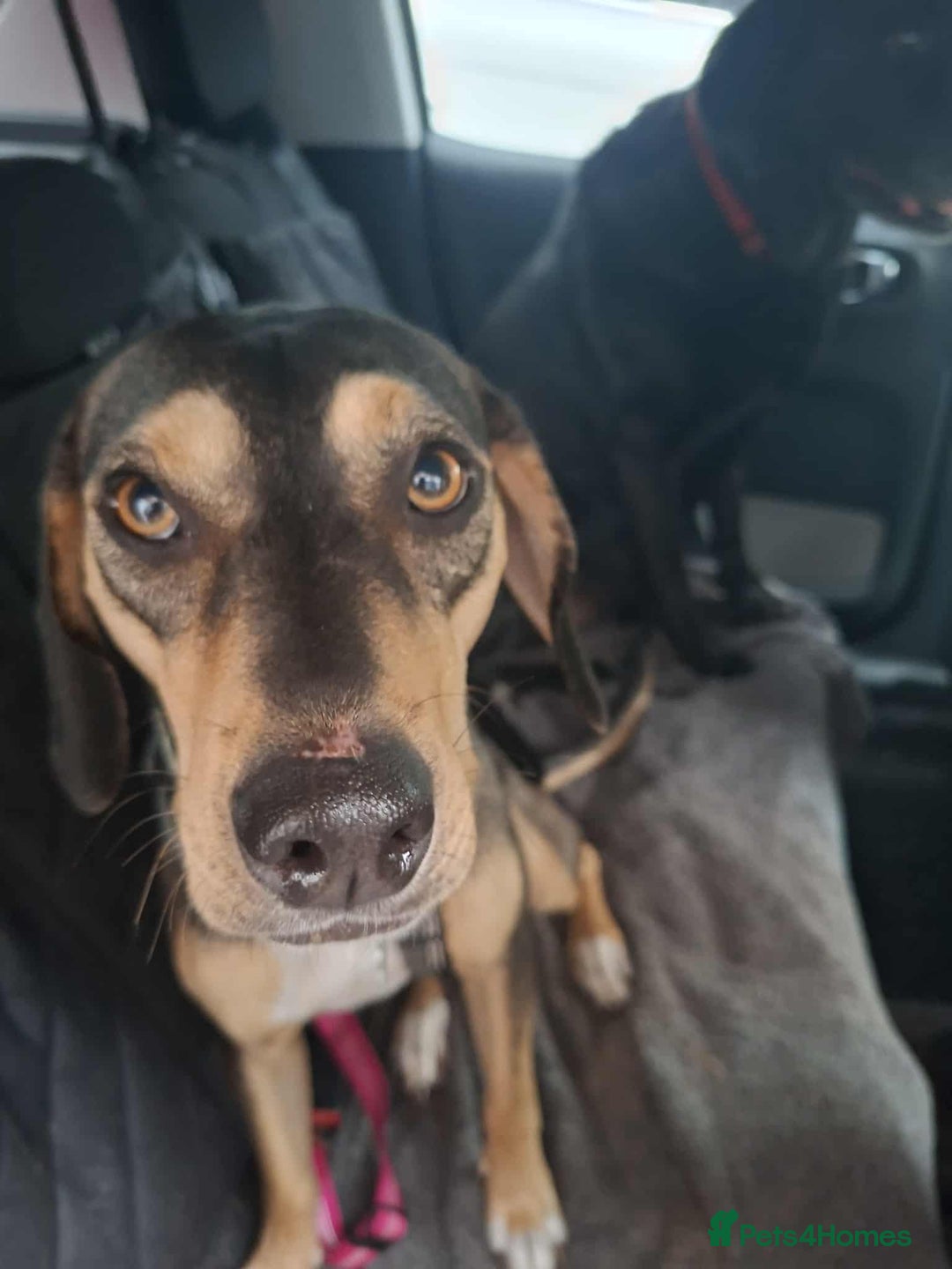 Mixed Breed dogs for adoption: Freya -20 months old, Hound Mix Girl - Image 14