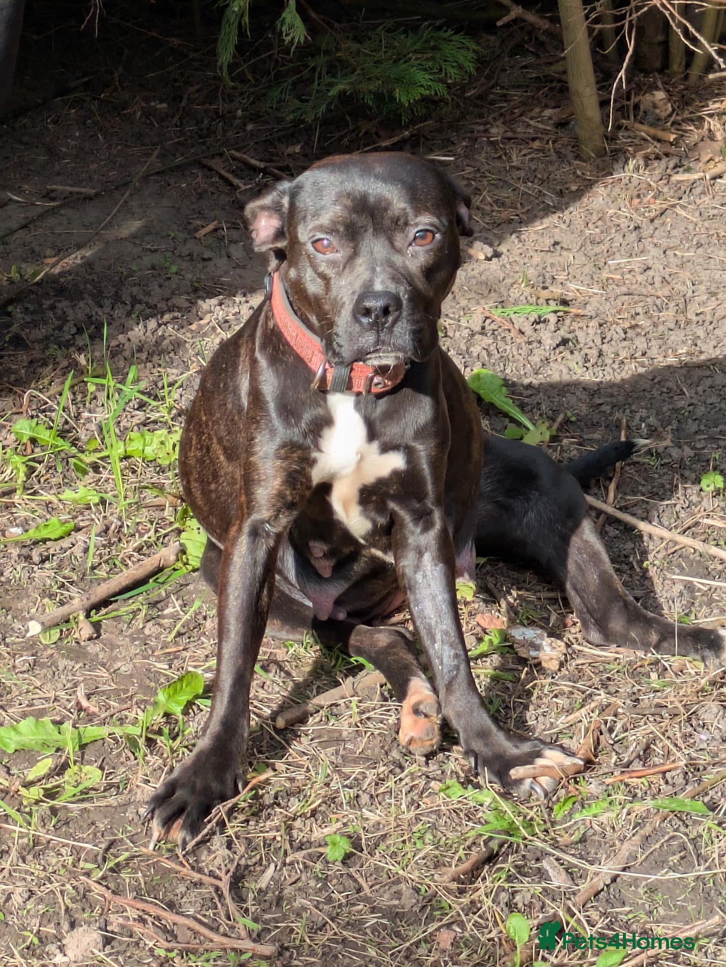 Staffordshire Bull Terrier dogs Staffy cross pups due in a week - Advert 1